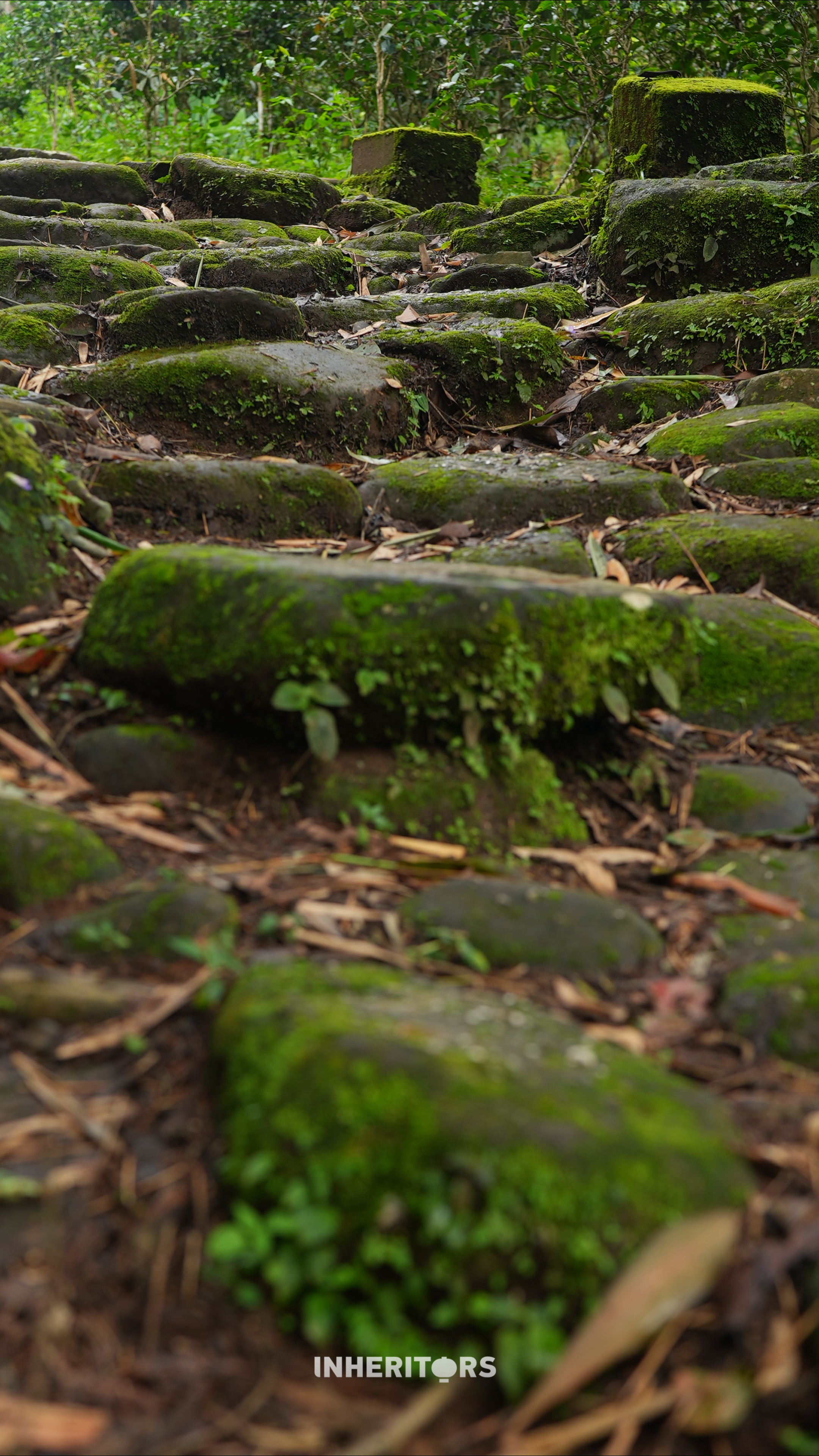 The weathered stone paths of Jingmai Mountain, Yunnan Province, still bear the hoofprints of the ancient Tea-Horse Road. /CGTN