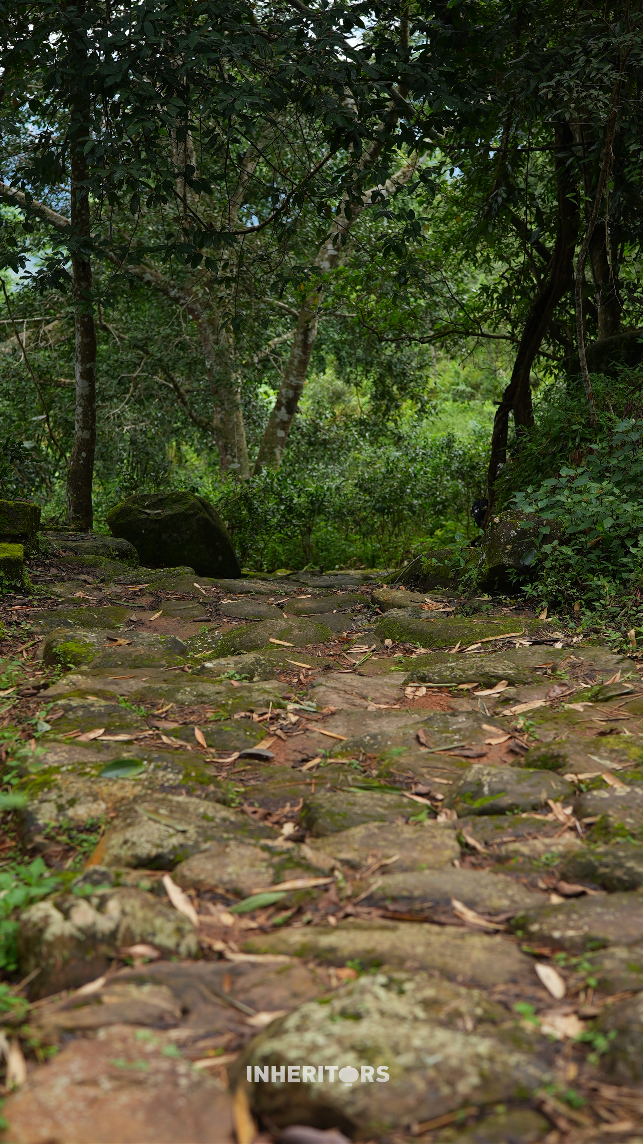 The weathered stone paths of Jingmai Mountain, Yunnan Province, still bear the hoofprints of the ancient Tea-Horse Road. /CGTN