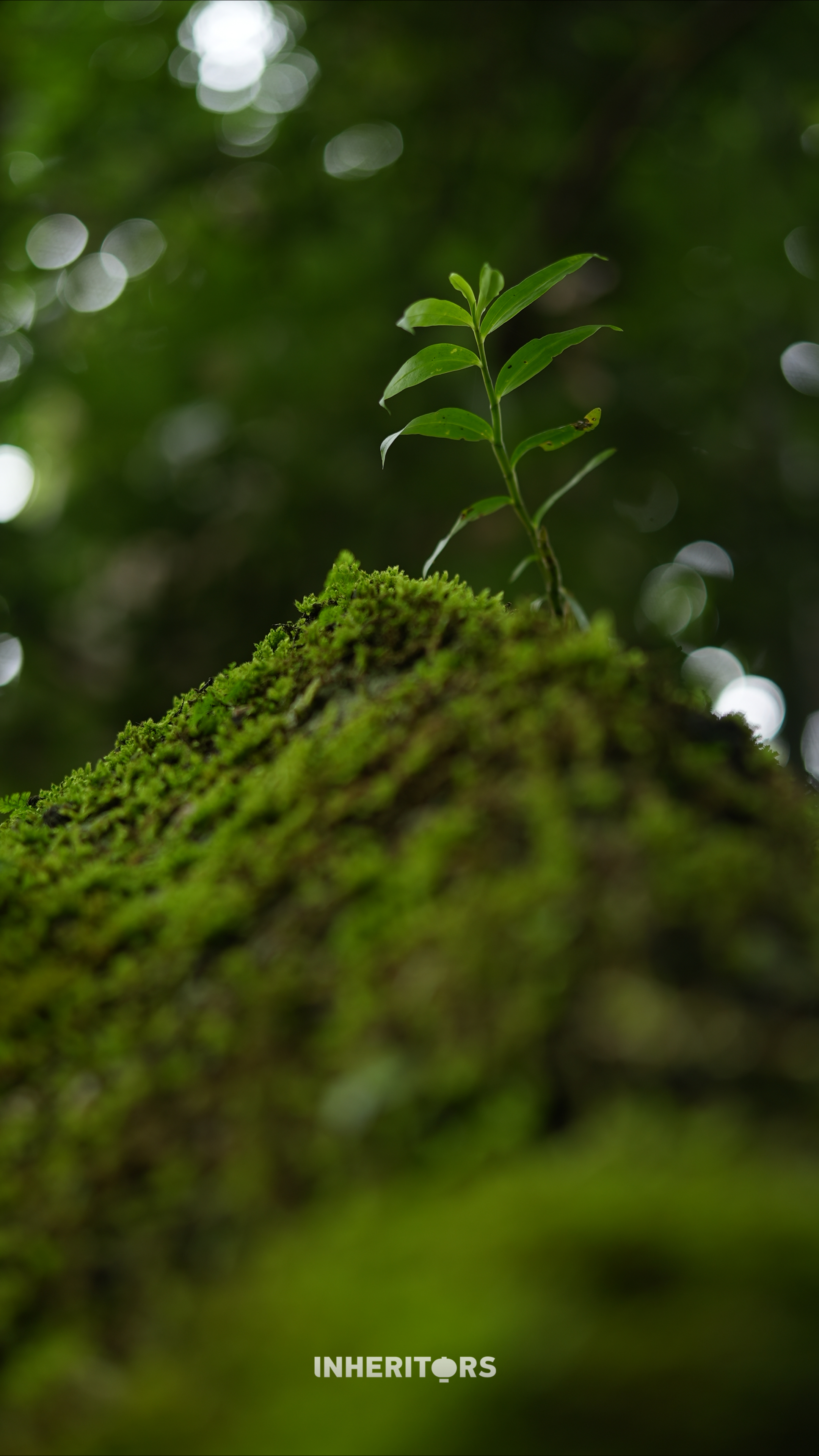 The weathered stone paths of Jingmai Mountain, Yunnan Province, still bear the hoofprints of the ancient Tea-Horse Road. /CGTN