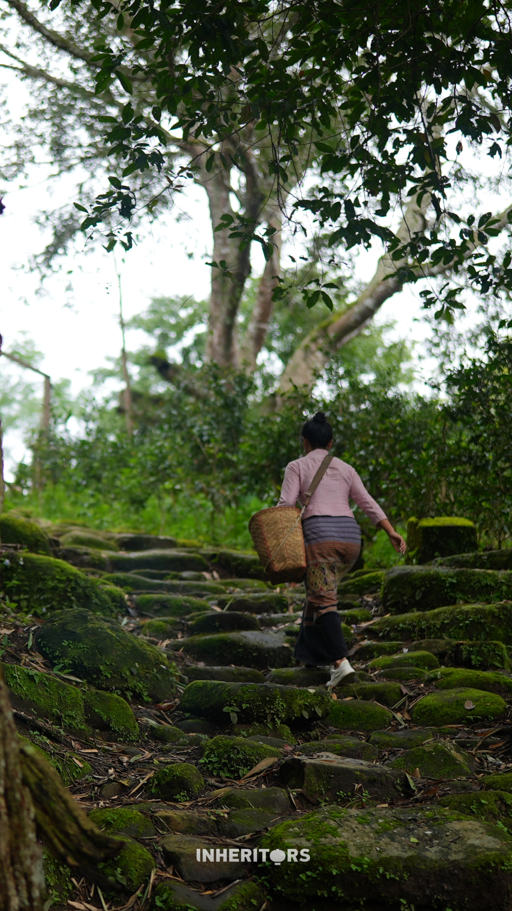 The weathered stone paths of Jingmai Mountain, Yunnan Province, still bear the hoofprints of the ancient Tea-Horse Road. /CGTN