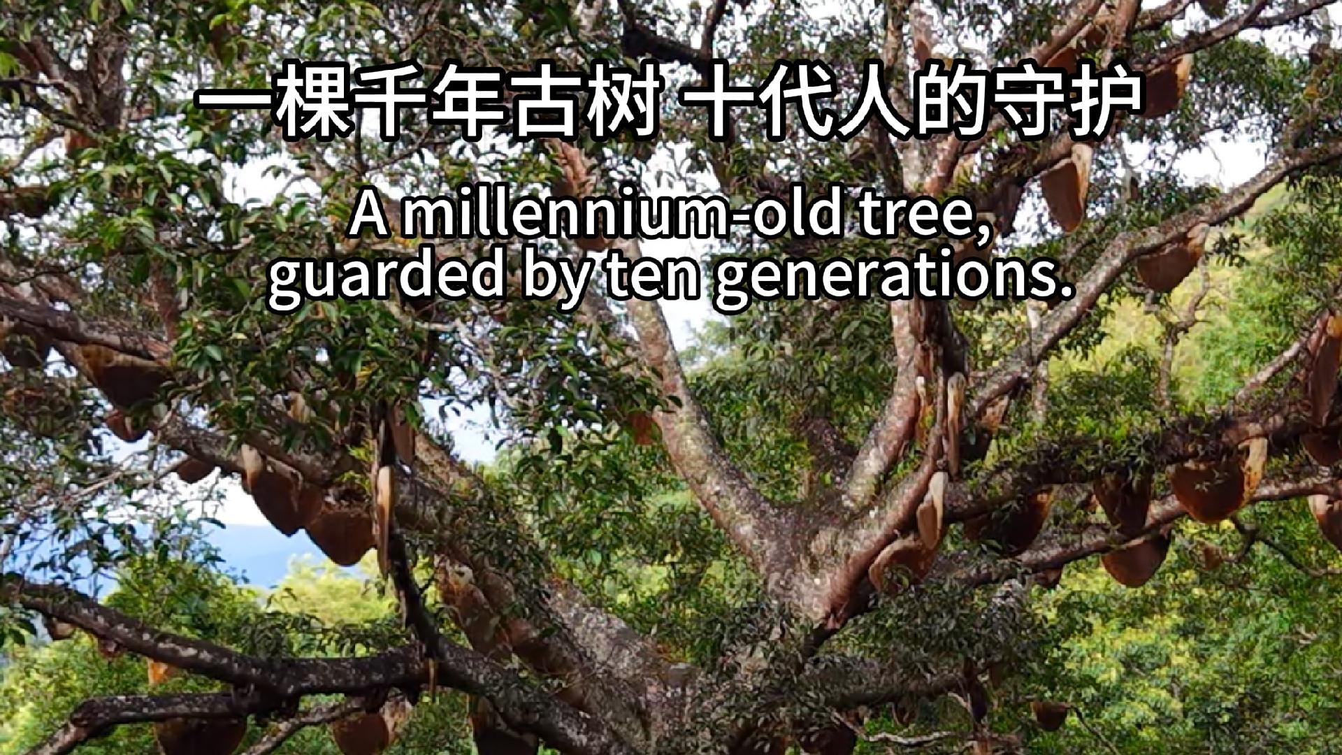 Channel the Millennium Tree 千年樹の導き CF The millennium-old tree guarded by generations of people - CGTN