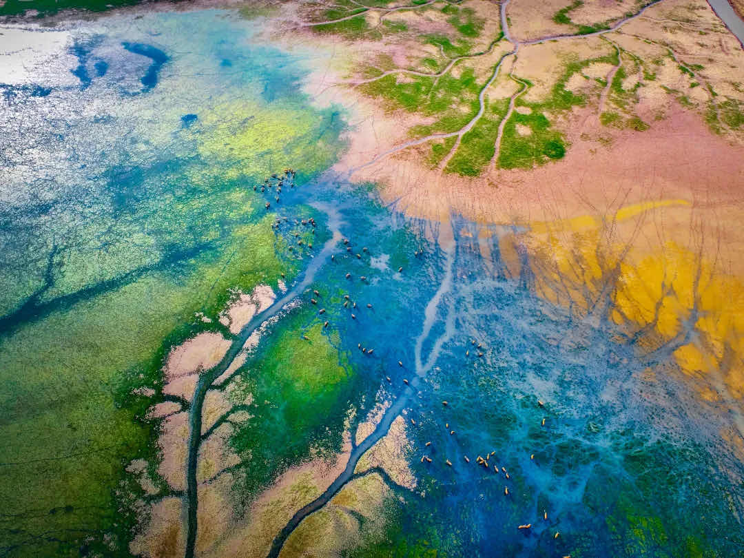 Yancheng National Nature Reserve Wetland, east China's Jiangsu Province. /Yancheng government 