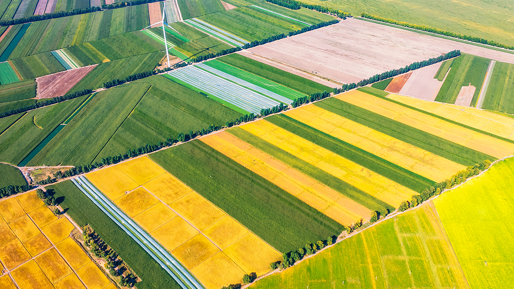 Live: Smart autumn harvest underway in Heilongjiang Province