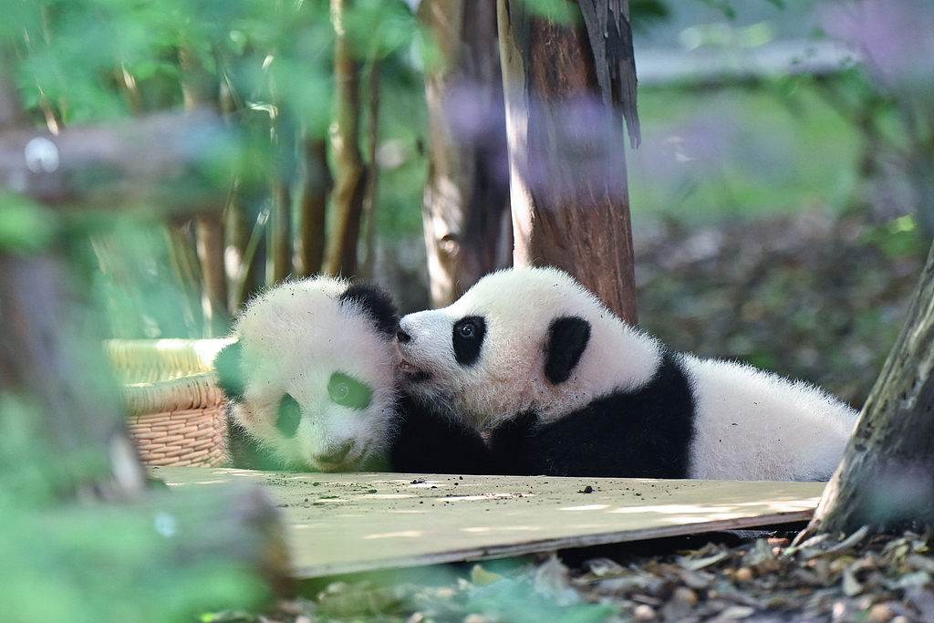 Newborn giant pandas of 2025 meet the public at the Chengdu Research Base of Giant Panda Breeding in Sichuan, China on September 24, 2025. /VCG