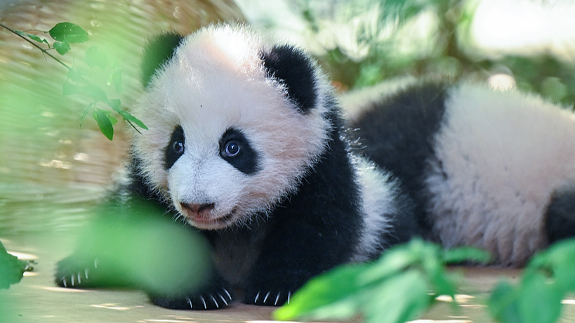 Adorable panda cubs make debut at Chengdu research base