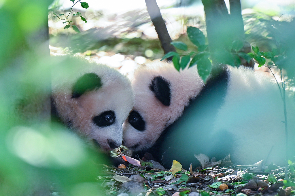 Newborn giant pandas of 2025 meet the public at the Chengdu Research Base of Giant Panda Breeding in Sichuan, China on September 24, 2025. /VCG
