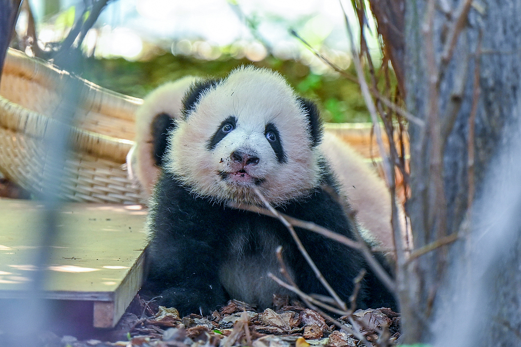 Newborn giant pandas of 2025 meet the public at the Chengdu Research Base of Giant Panda Breeding in Sichuan, China on September 24, 2025. /VCG