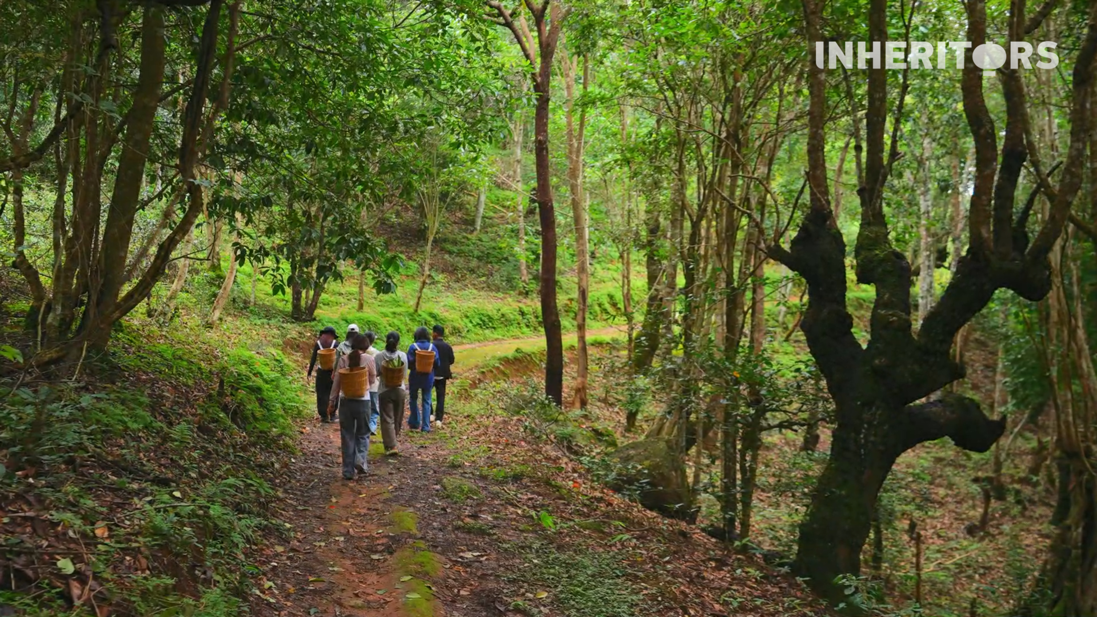 A Bulang youth leads the way into Jingmai Mountain's rainforest. /CGTN