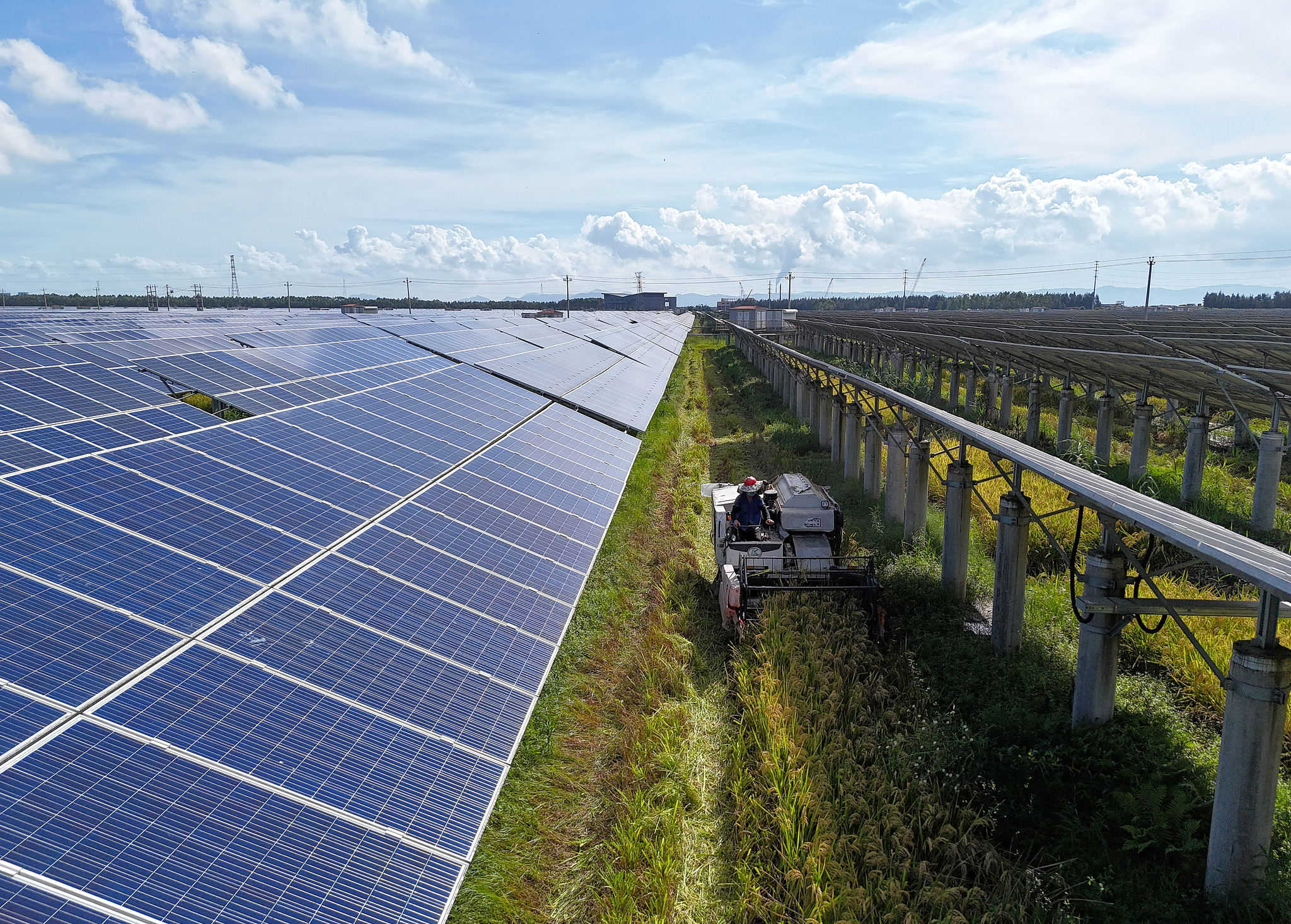 Rice harvesting under the photovoltaic panels, Yueqing County, Zhejiang Province, September 27, 2025. /VCG