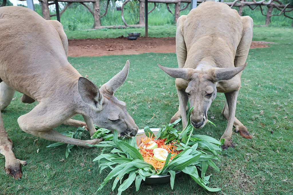 Two kangaroos nibble on a veggie 
