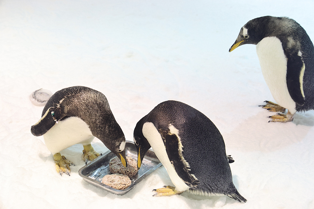 Gentoo penguins dig into a seafood 