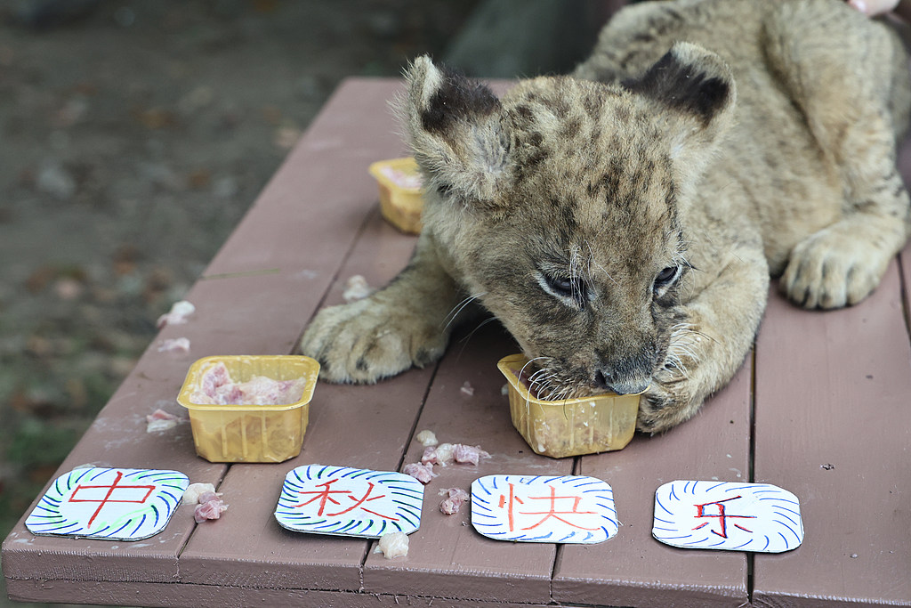 A lion cub enjoys a fresh meat 