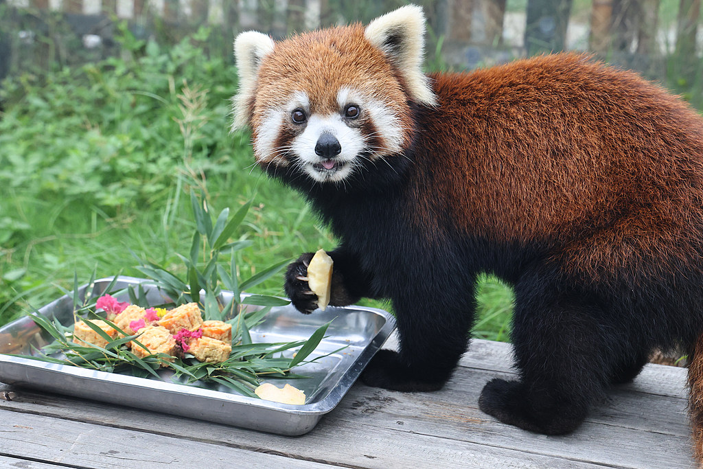 A red panda munches on a fruity 