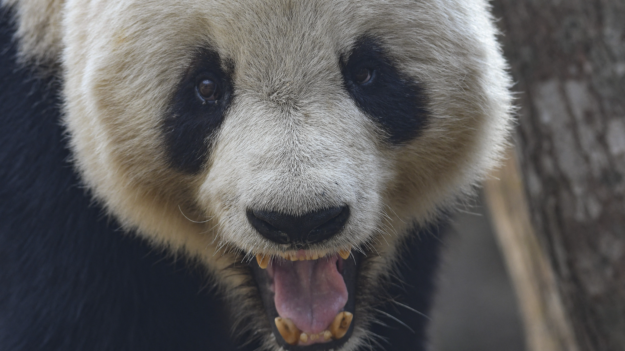 China's panda village demonstrates ecological conservation in action