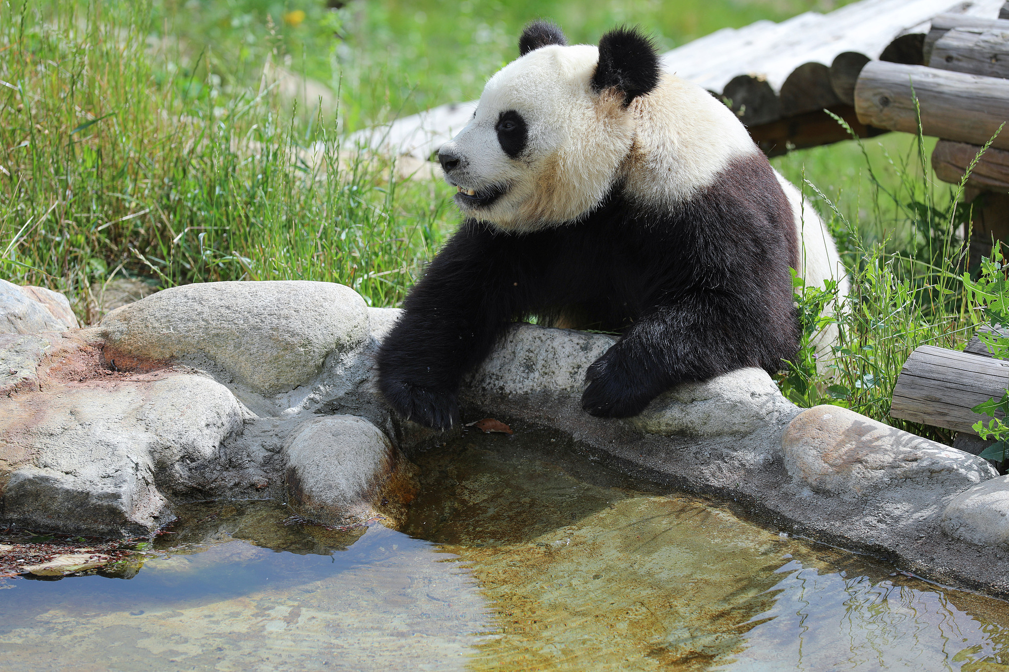 Giant panda Quan Yun is seen at the Foping Rescue, Breeding and Research Base of Qinling Giant Panda in Hanzhong City, Shaanxi Province, northwest China, June 23, 2024. /VCG
