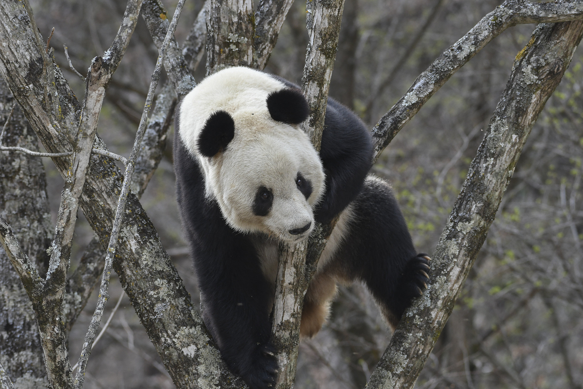 A giant panda is seen in Foping County, Hanzhong City, Shaanxi Province, northwest China. /VCG