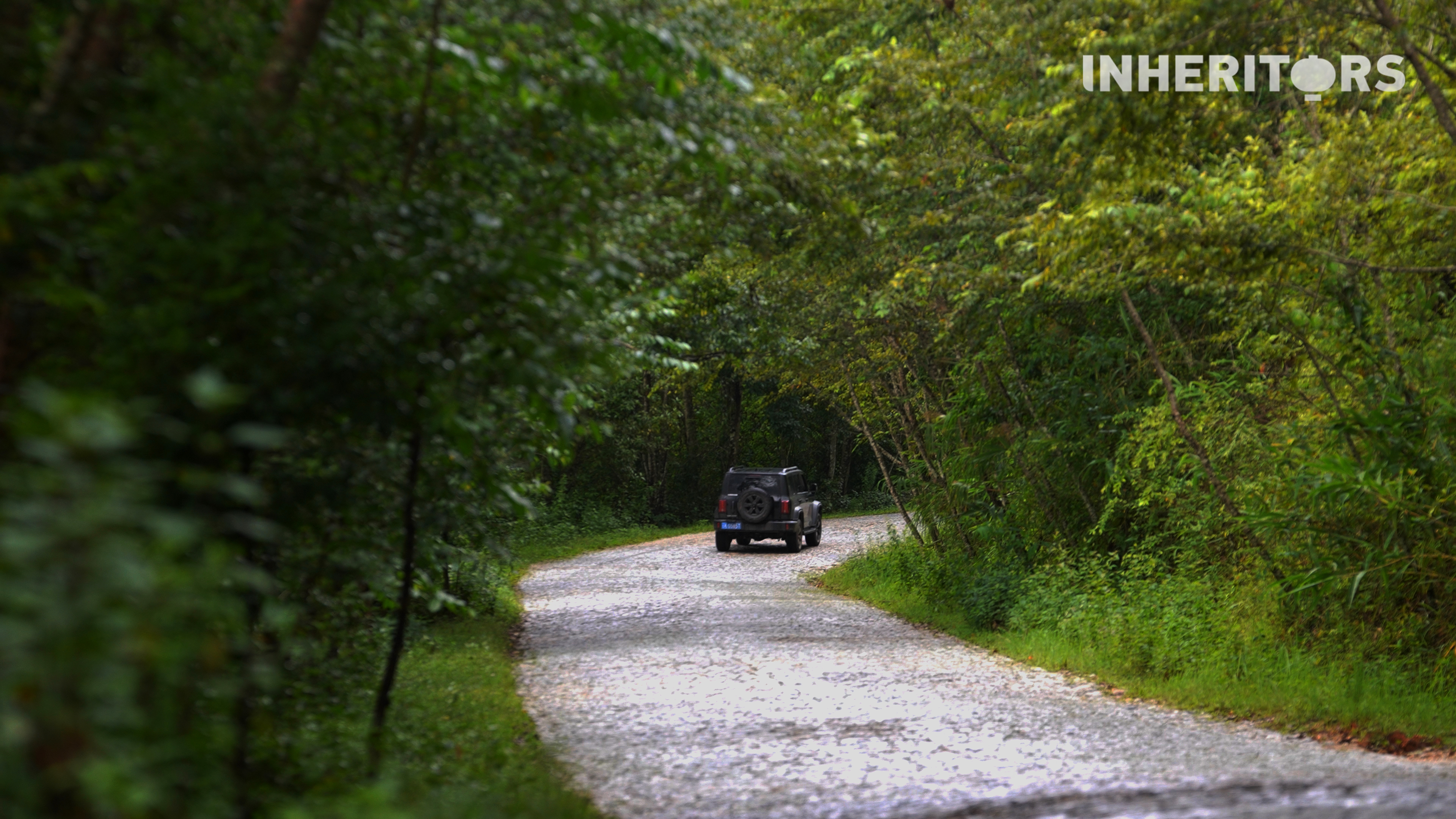 Cobblestone roads in Jingmai Mountain preserve the calm rhythm of the ancient tea forests. /CGTN