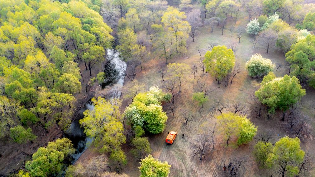 Forest rangers patrolling the wild habitat of Amur Cork-trees, a second-class protected plant in China, at Baimaogou Forest Farm in Zhalantun City, north China's Inner Mongolia Autonomous Region, May 20, 2025. /Xinhua
