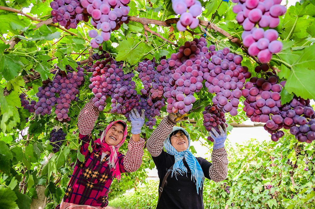 Farmers are picking grapes in Changji Prefecture, Xinjiang, September 23, 2025. /VCG 