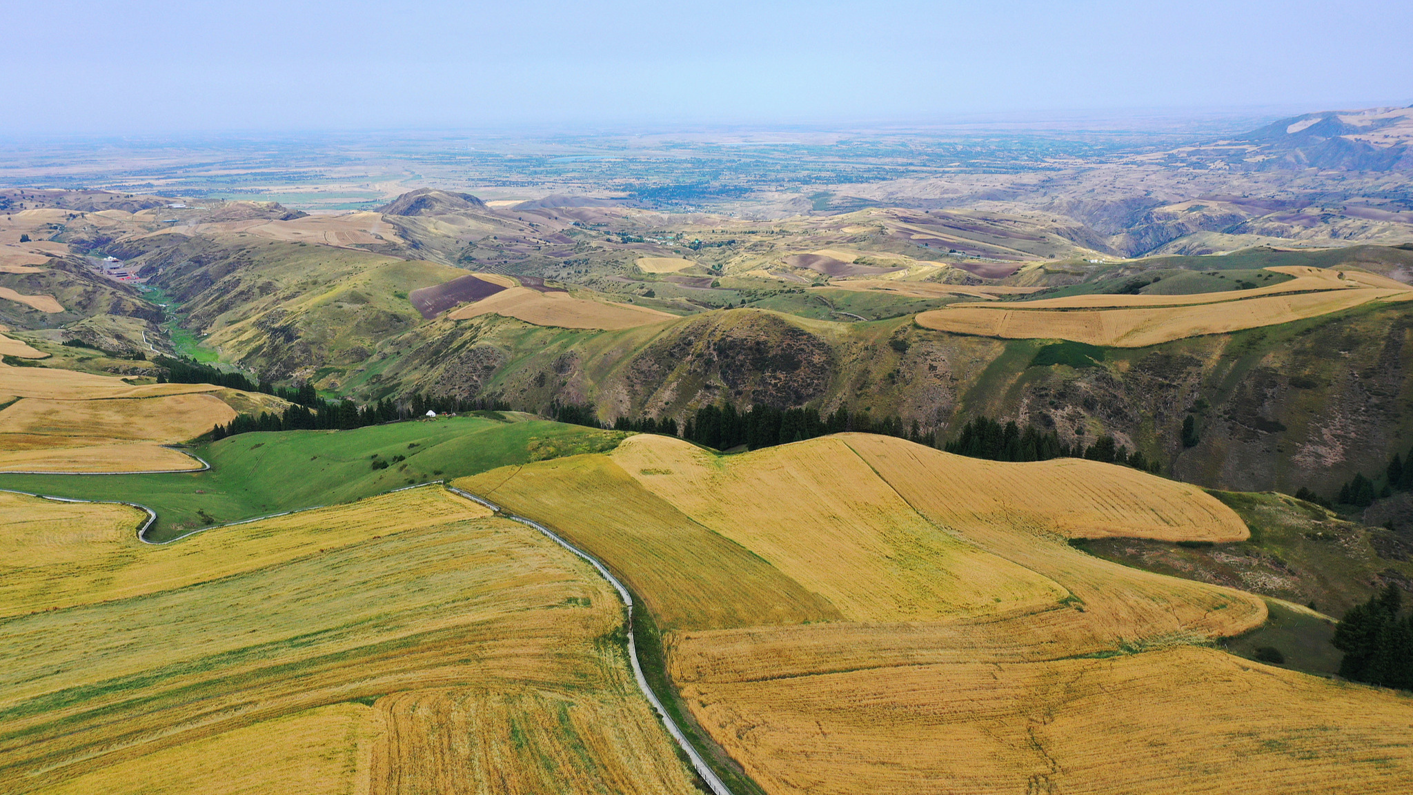  Live: Immerse yourself in the golden wheat fields of Jiangbulake