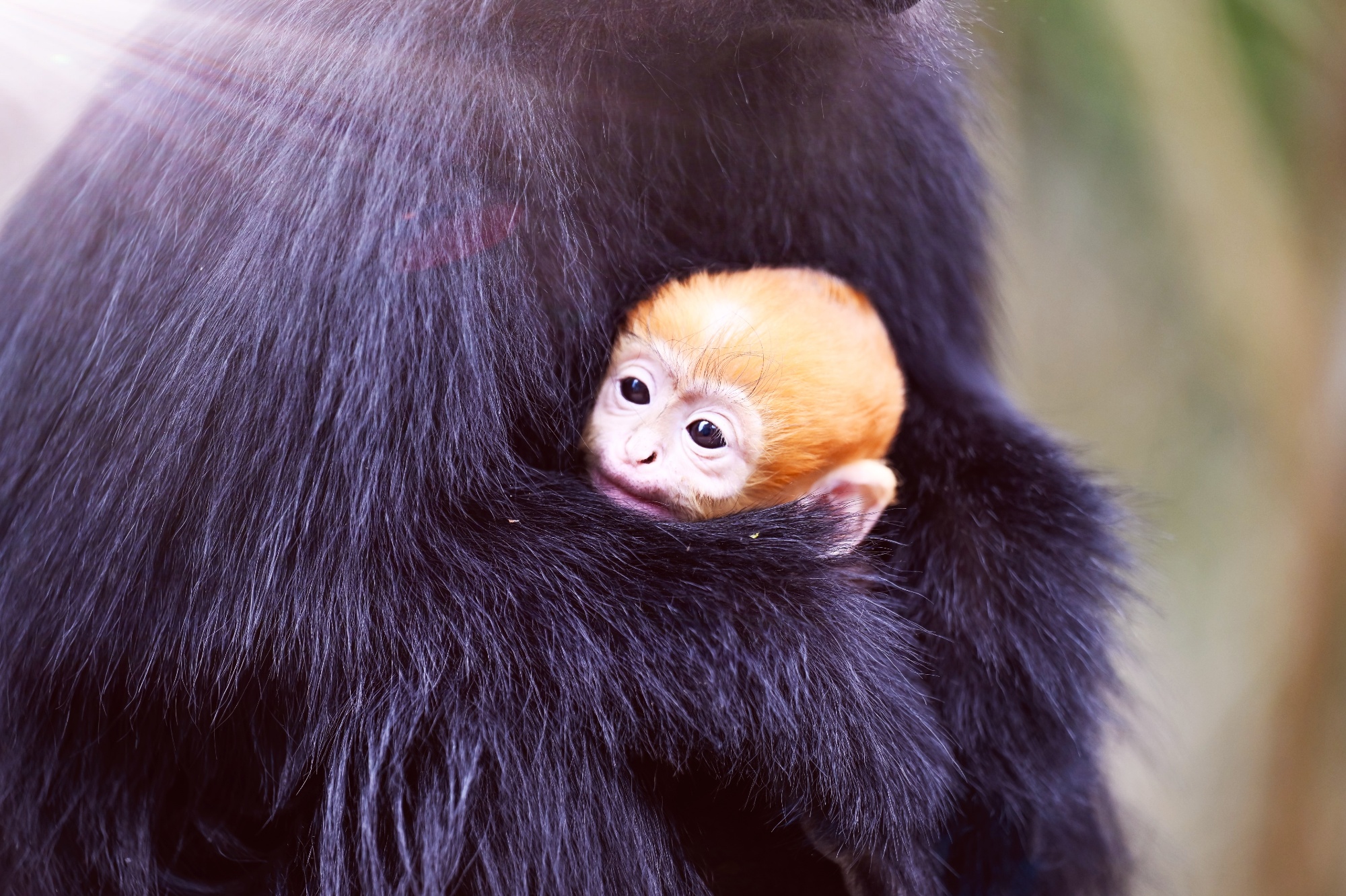 A golden-furred black leaf monkey infant is seen with its parents at Guizhou Mayanghe National Nature Reserve, in September, 2025. /Photo provided to CGTN