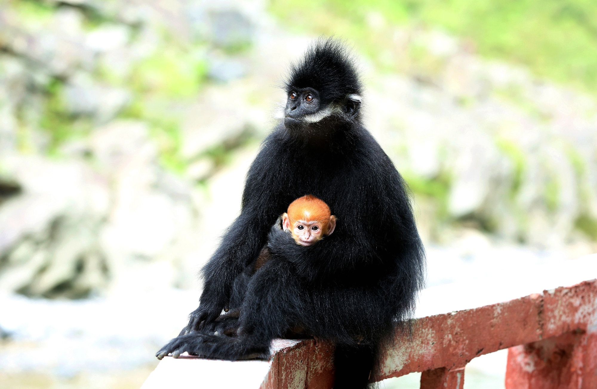 A golden-furred black leaf monkey infant is seen with its parents at Guizhou Mayanghe National Nature Reserve, in September, 2025. /Photo provided to CGTN