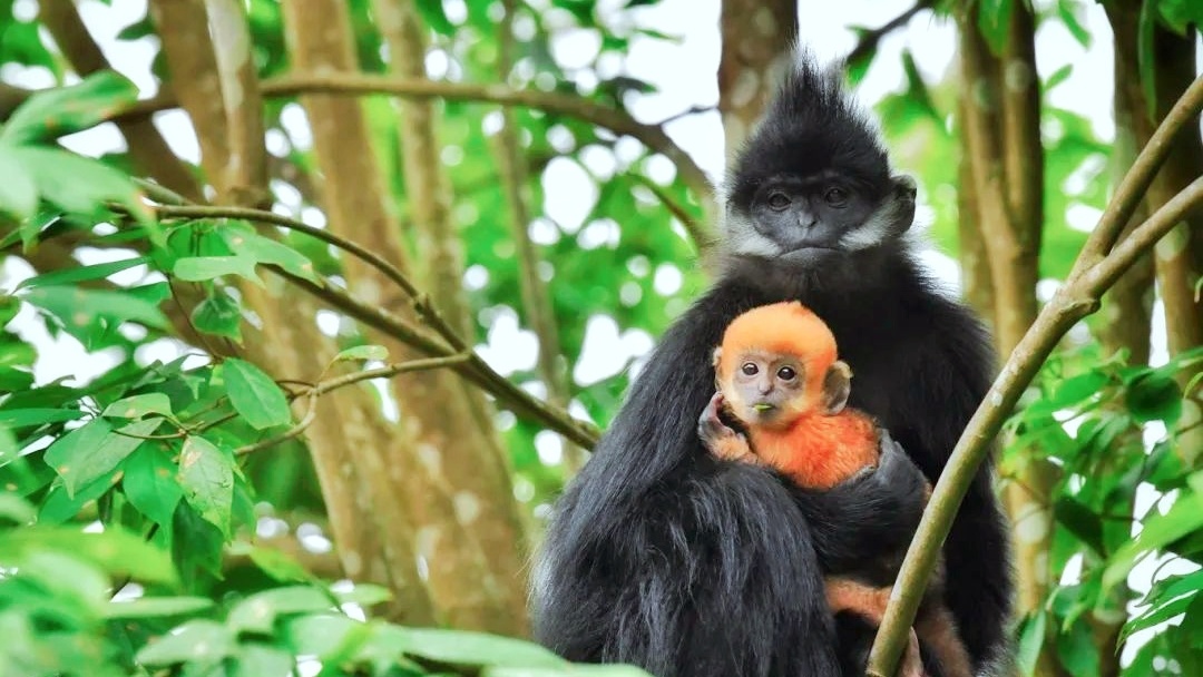 Black leaf monkey population hits new high in Guizhou