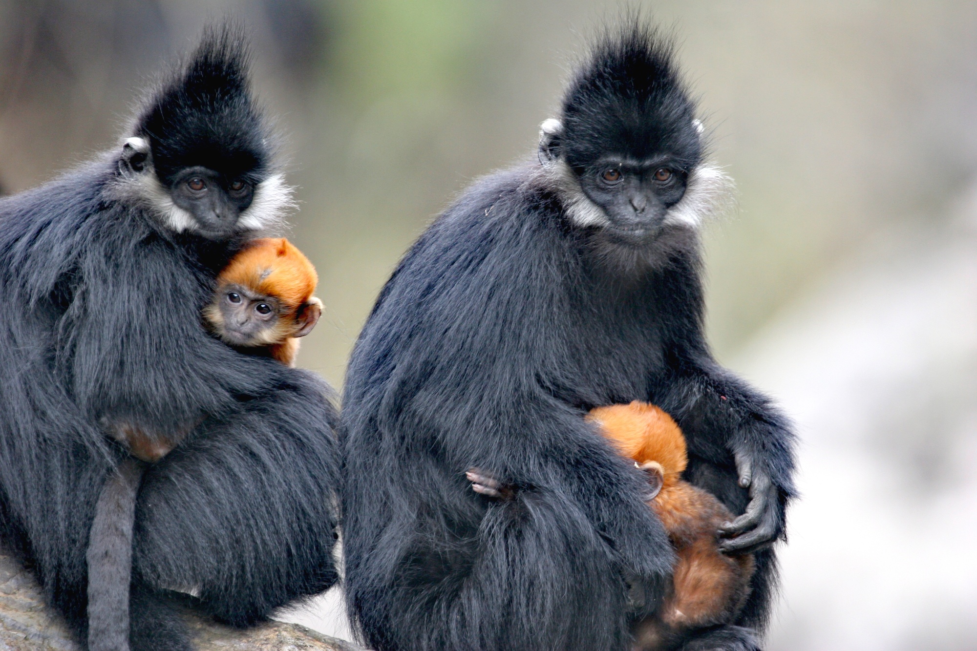 Golden-furred black leaf monkey infants are seen with their parents at Guizhou Mayanghe National Nature Reserve, in September, 2025. /Photo provided to CGTN