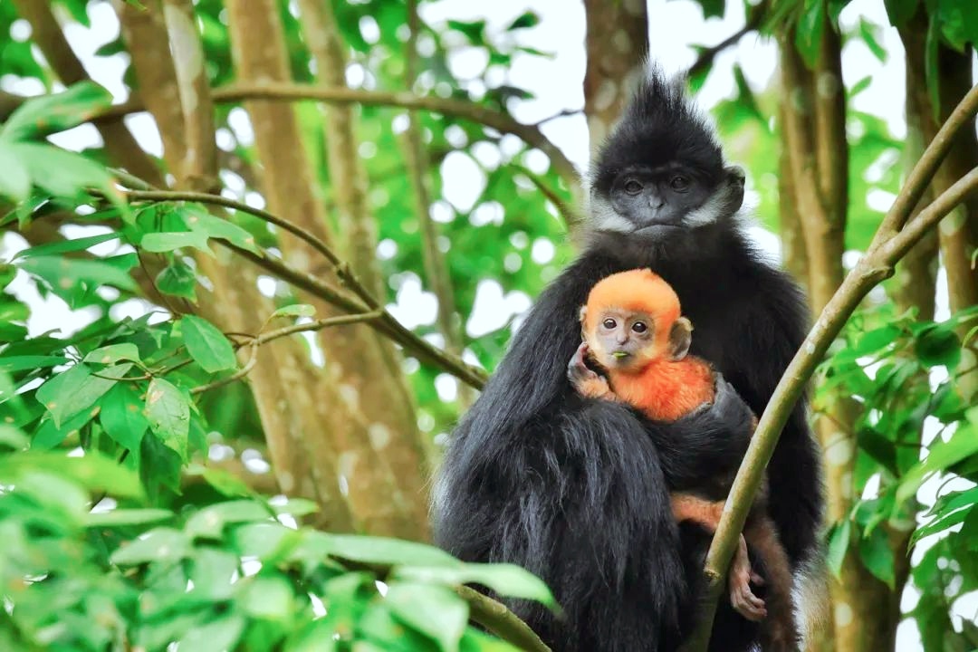 A golden-furred black leaf monkey infant is seen with its parents at Guizhou Mayanghe National Nature Reserve, in September, 2025. /Photo provided to CGTN