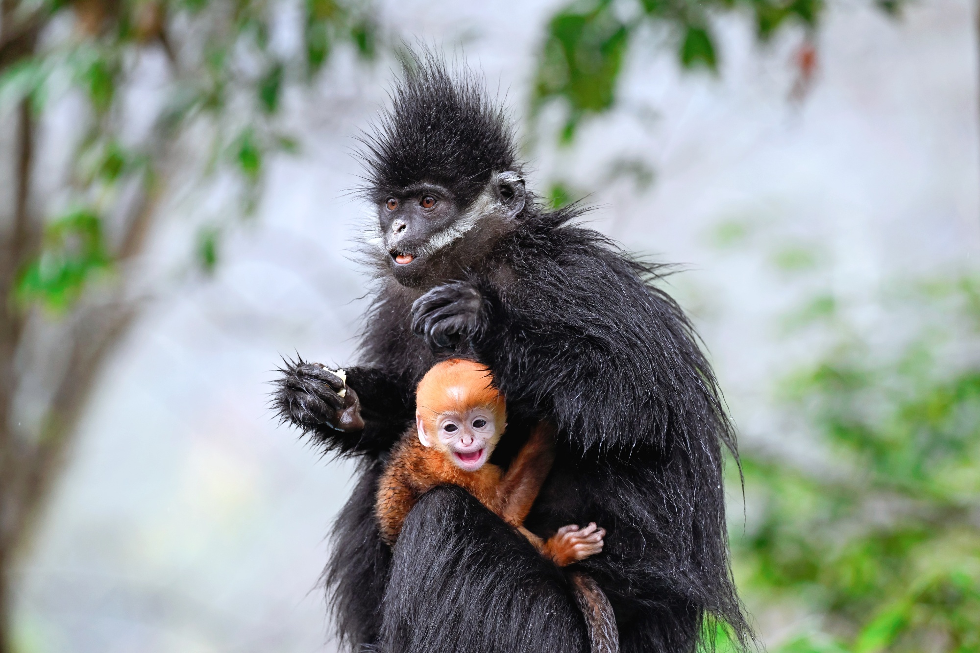 A golden-furred black leaf monkey infant is seen with its parents at Guizhou Mayanghe National Nature Reserve, in September, 2025. /Photo provided to CGTN