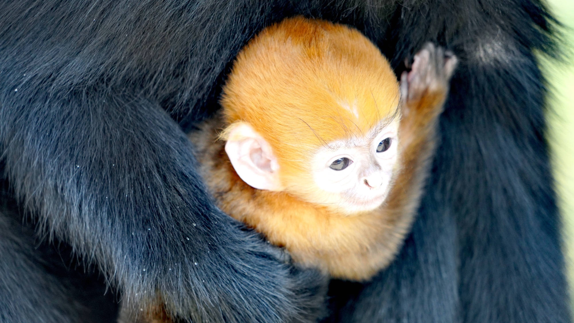 A golden-furred black leaf monkey infant is seen with its parents at Guizhou Mayanghe National Nature Reserve, in September, 2025. /Photo provided to CGTN