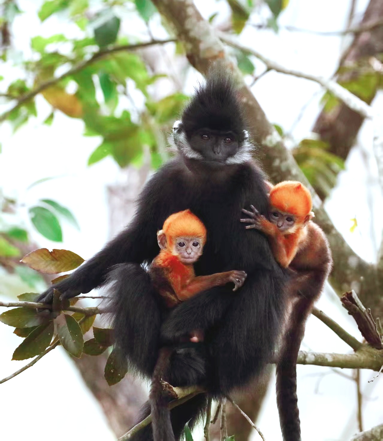 Golden-furred black leaf monkey infants are seen with their parents at Guizhou Mayanghe National Nature Reserve, in September, 2025. /Photo provided to CGTN