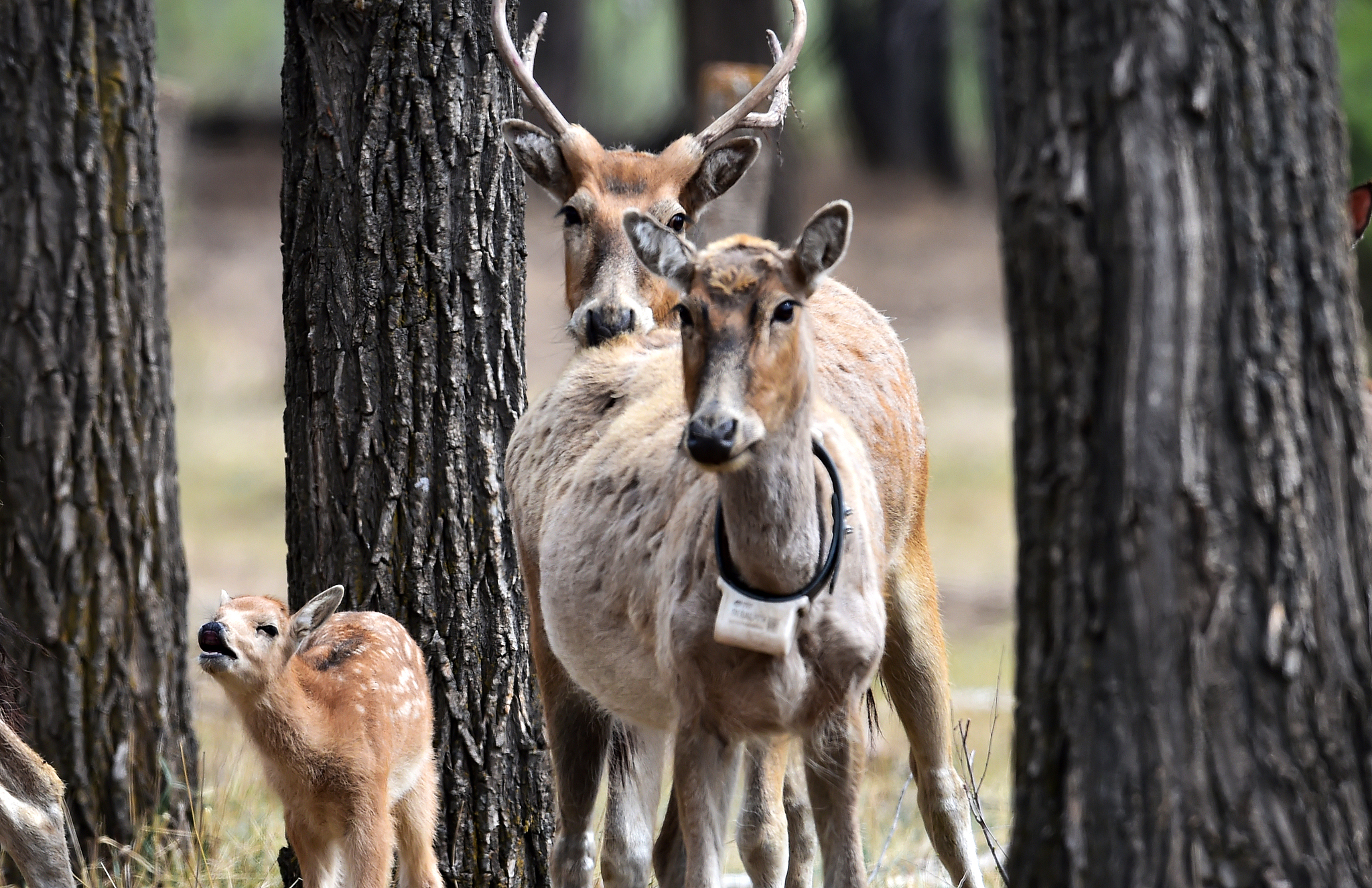 A herd of milu deer forage at the Daqingshan National Nature Reserve, Hohhot, Inner Mongolia Autonomous Region, north China, May 11, 2022. /VCG