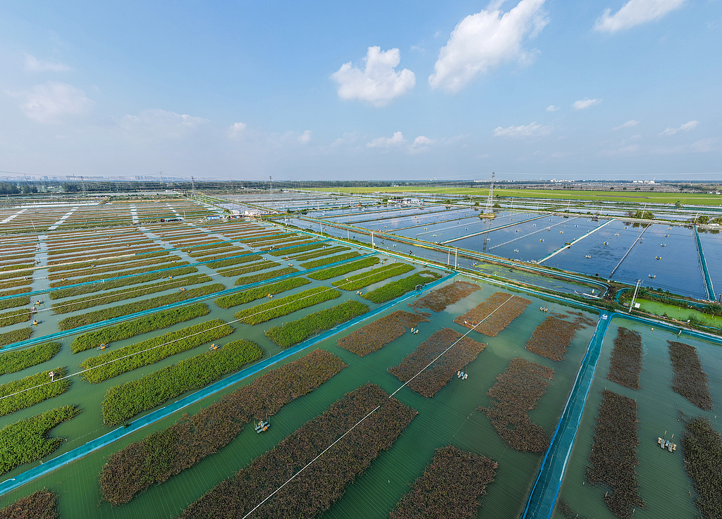 An ecological crab farming base is seen in Suqian City, east China's Jiangsu Province, September 30, 2025. /VCG