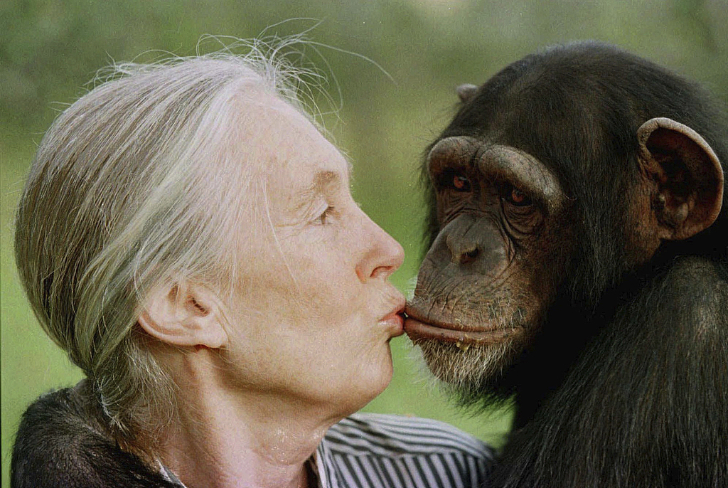 Jane Goodall kisses Tess, a female chimpanzee, at the Sweetwaters Chimpanzee Sanctuary near Nanyuki, north of Nairobi, on December 6, 1997. /GVCG