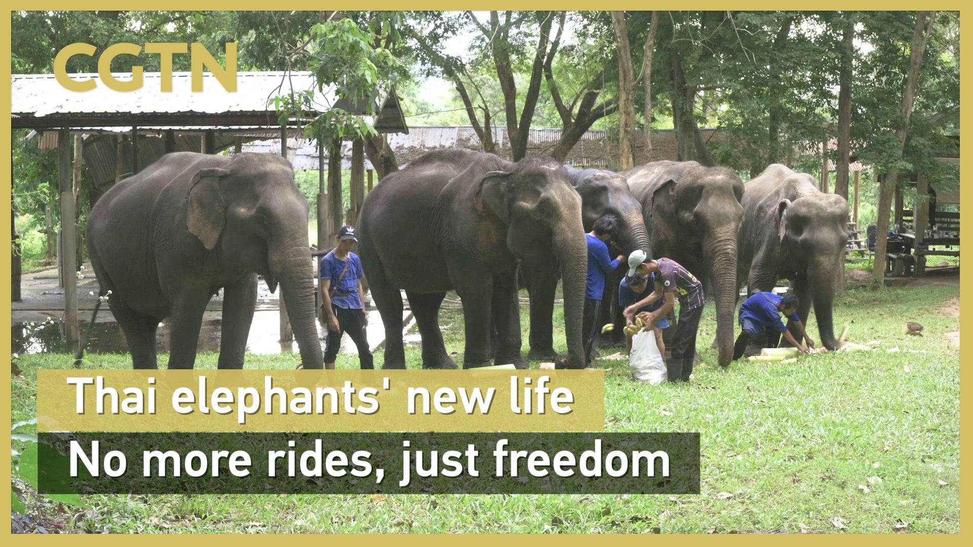 Thai elephants' new life: No more rides, just freedom