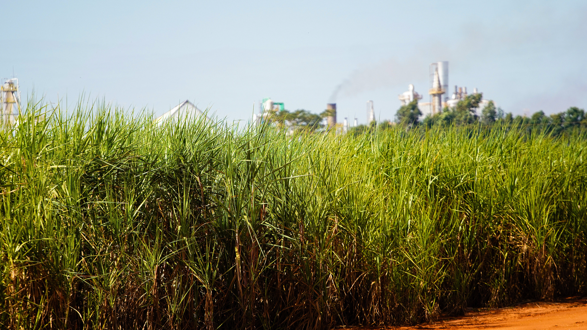 World food prices dip in September