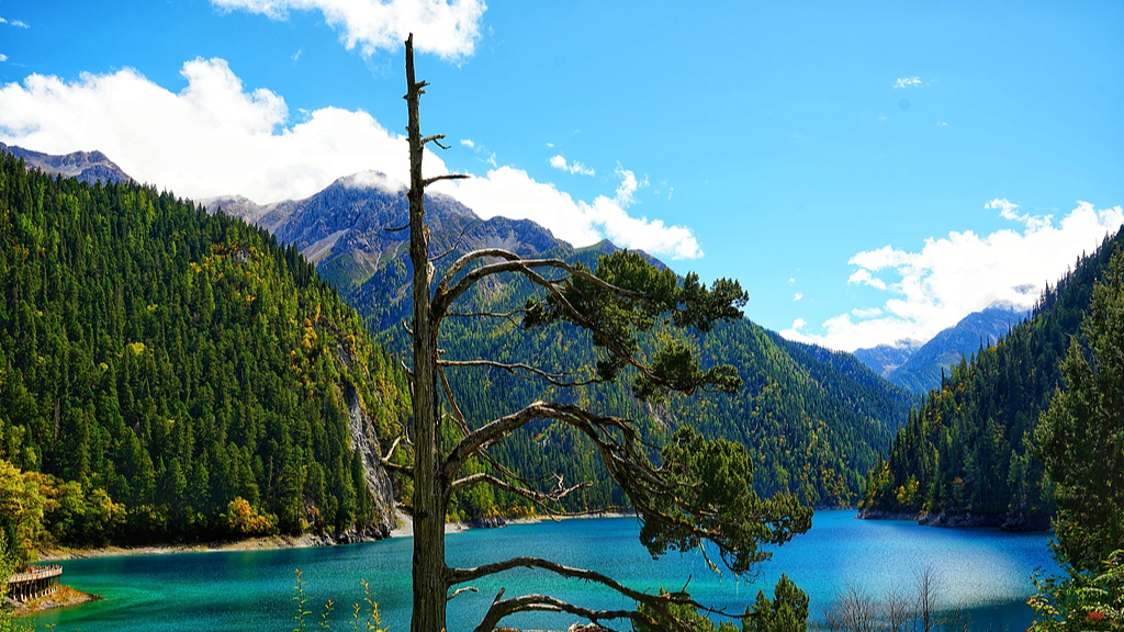 Live: Take in the uniqueness of the cypress at Long Lake in Jiuzhaigou