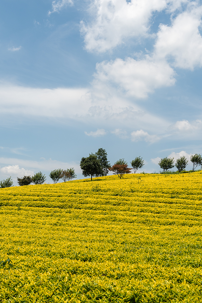 #HerVoice in the hills｜Huang Hongying and the tea fields of hope