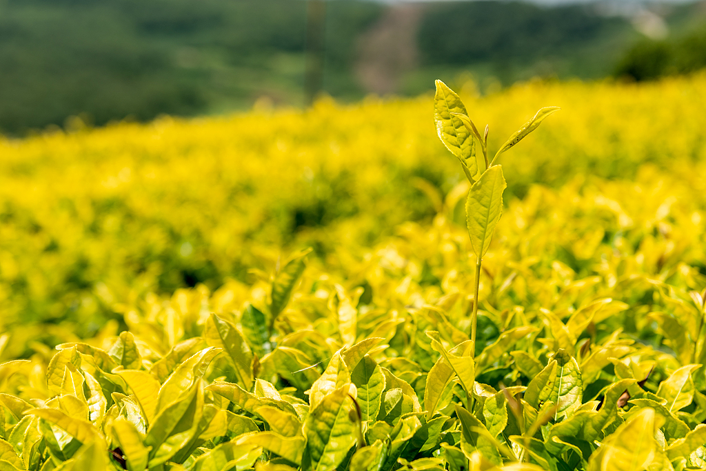 #HerVoice in the hills｜Huang Hongying and the tea fields of hope