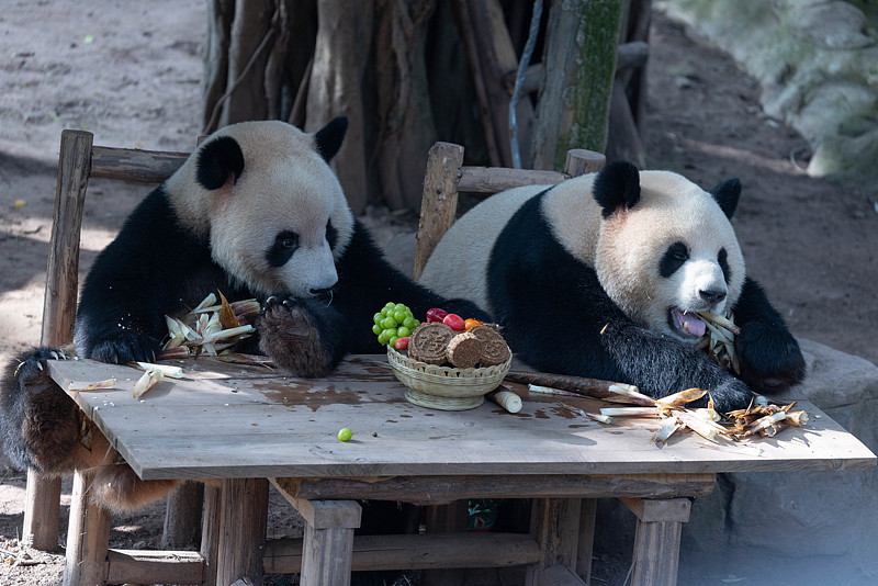 Two giant pandas enjoy a mooncake feast in celebration of the Mid-Autumn Festival at Chongqing Zoo in southwest China’s Chongqing Municipality, October 6, 2025. /CFP