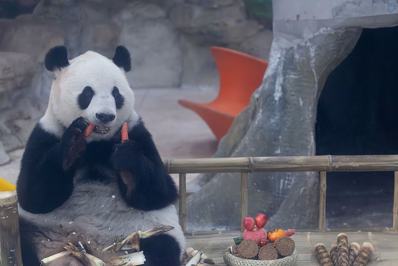 A giant panda enjoys a carrot snack at Chongqing Zoo in southwest China’s Chongqing Municipality, October 6, 2025. /CFP