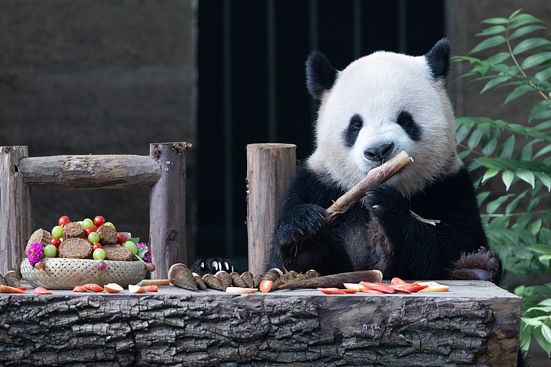 A giant panda eats bamboo at Chongqing Zoo in southwest China’s Chongqing Municipality, October 6, 2025. /CFP