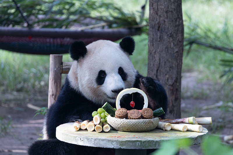 A giant panda enjoys festive Mid-Autumn treats at Chongqing Zoo in southwest China’s Chongqing Municipality, October 6, 2025. /CFP