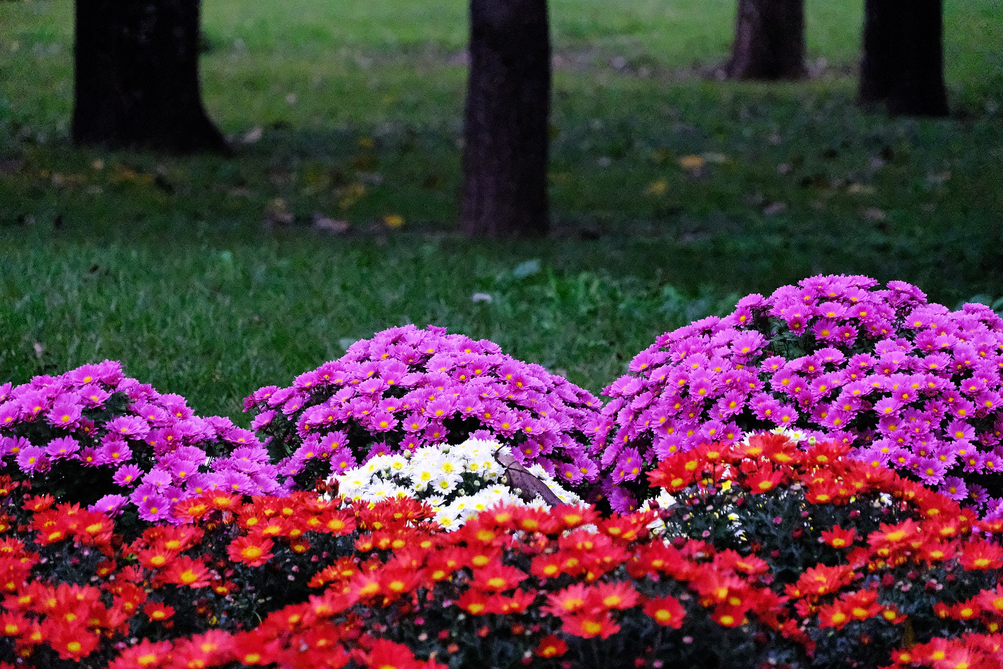 Blooming chrysanthemums are pictured at the China National Botanical Garden in Beijing on October 5, 2025. /VCG