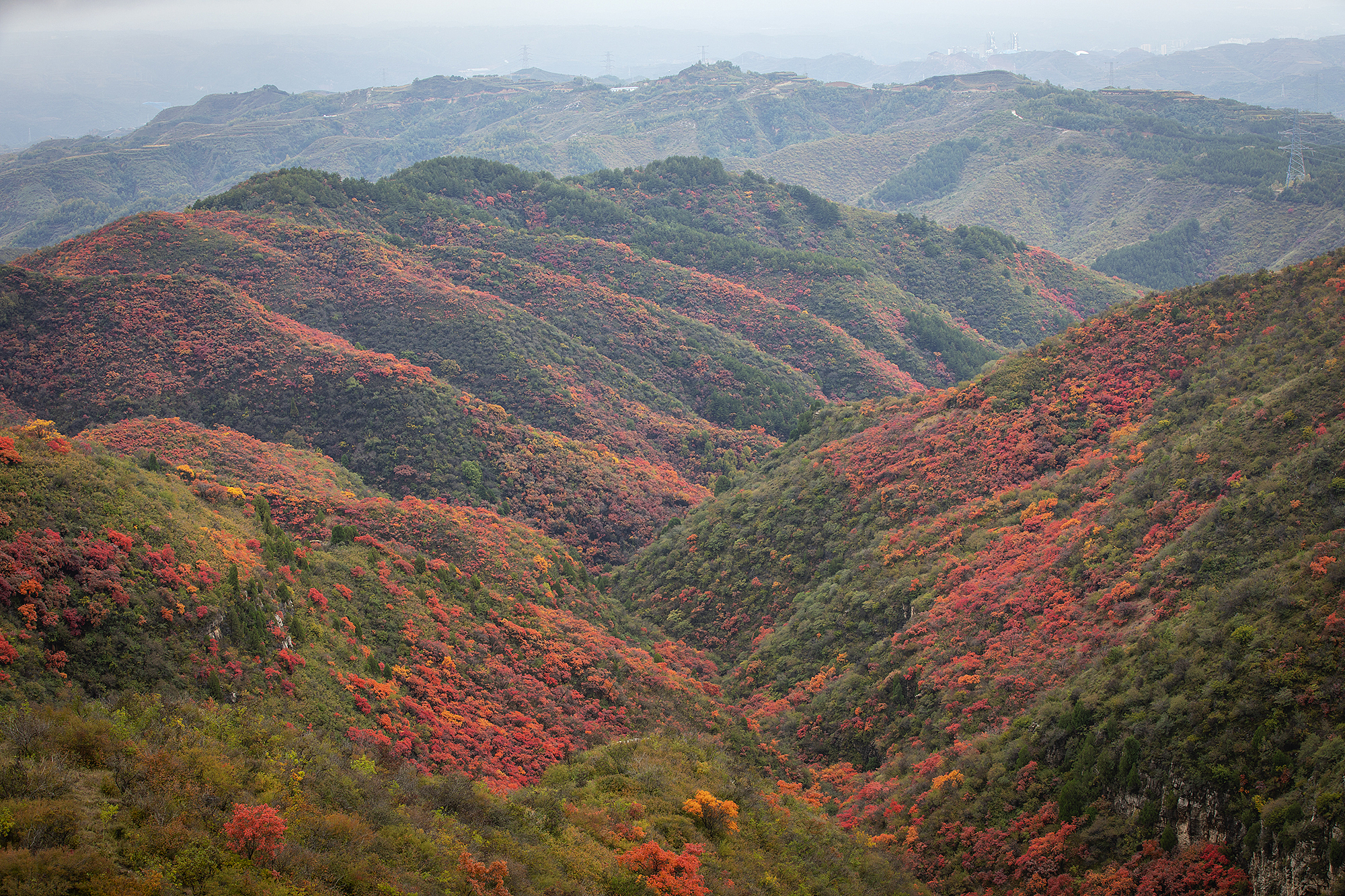 Crimson leaves paint the mountains in Liulin County, Shanxi Province on October 7, 2025. /VCG