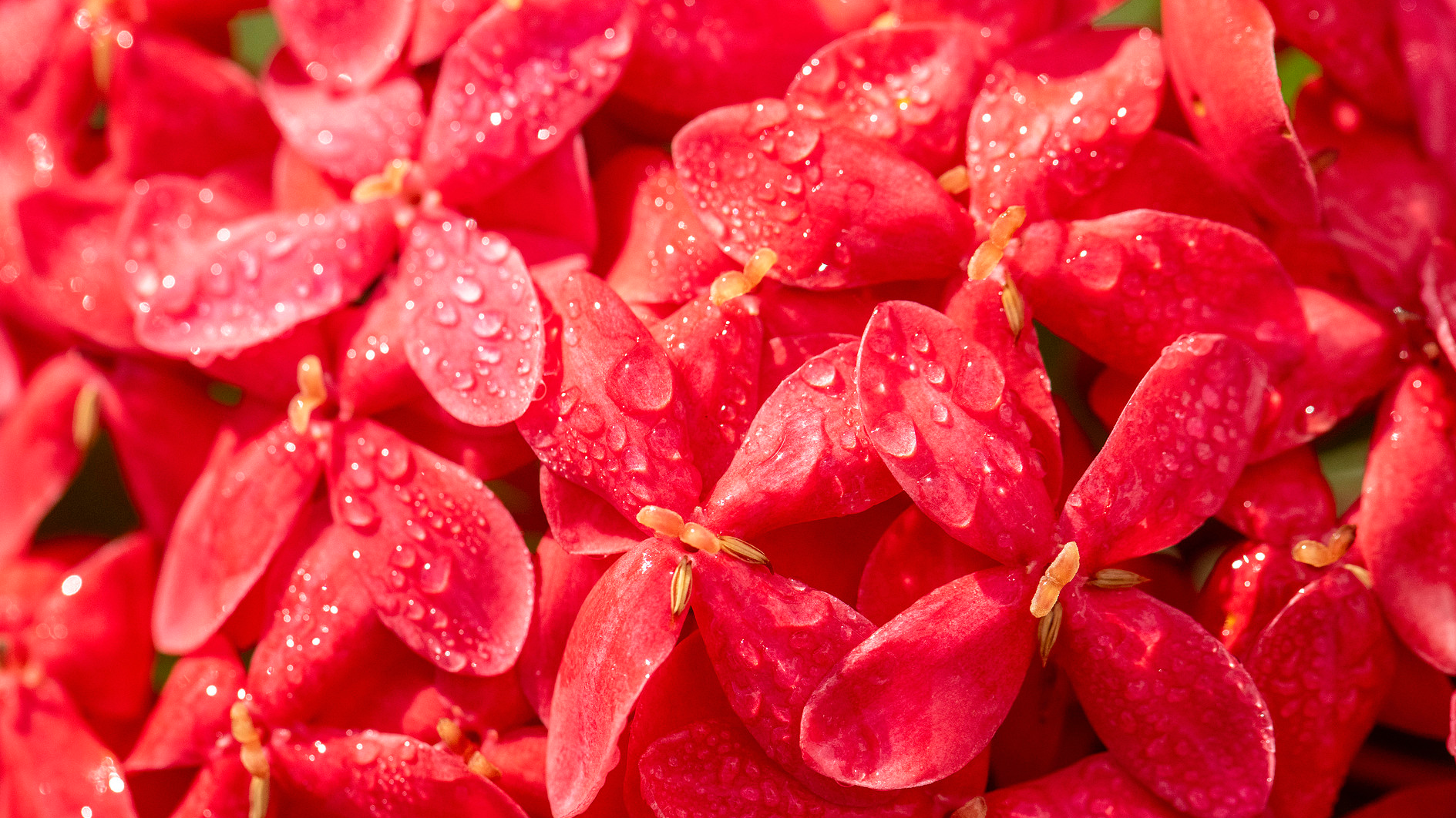 Autumn deepens across China as 'Cold Dew' arrives