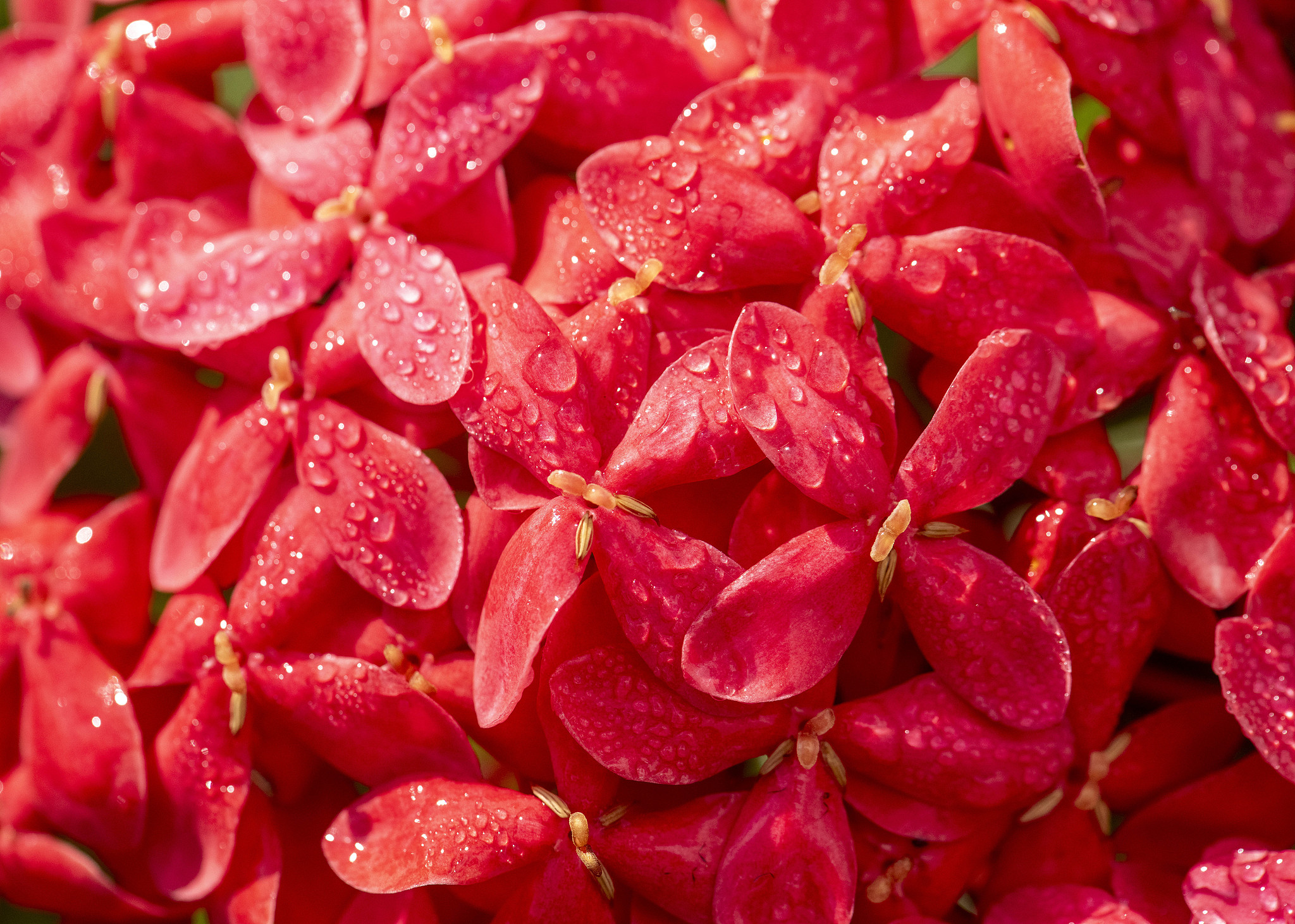 Morning dew glistens on the flowers along the Wanquan River in Qionghai, Hainan Province on October 8, 2025. /VCG