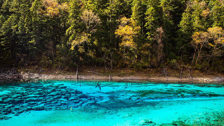 Live: Charming Five-Color Lake in Jiuzhaigou, SW China - Ep.2 - CGTN