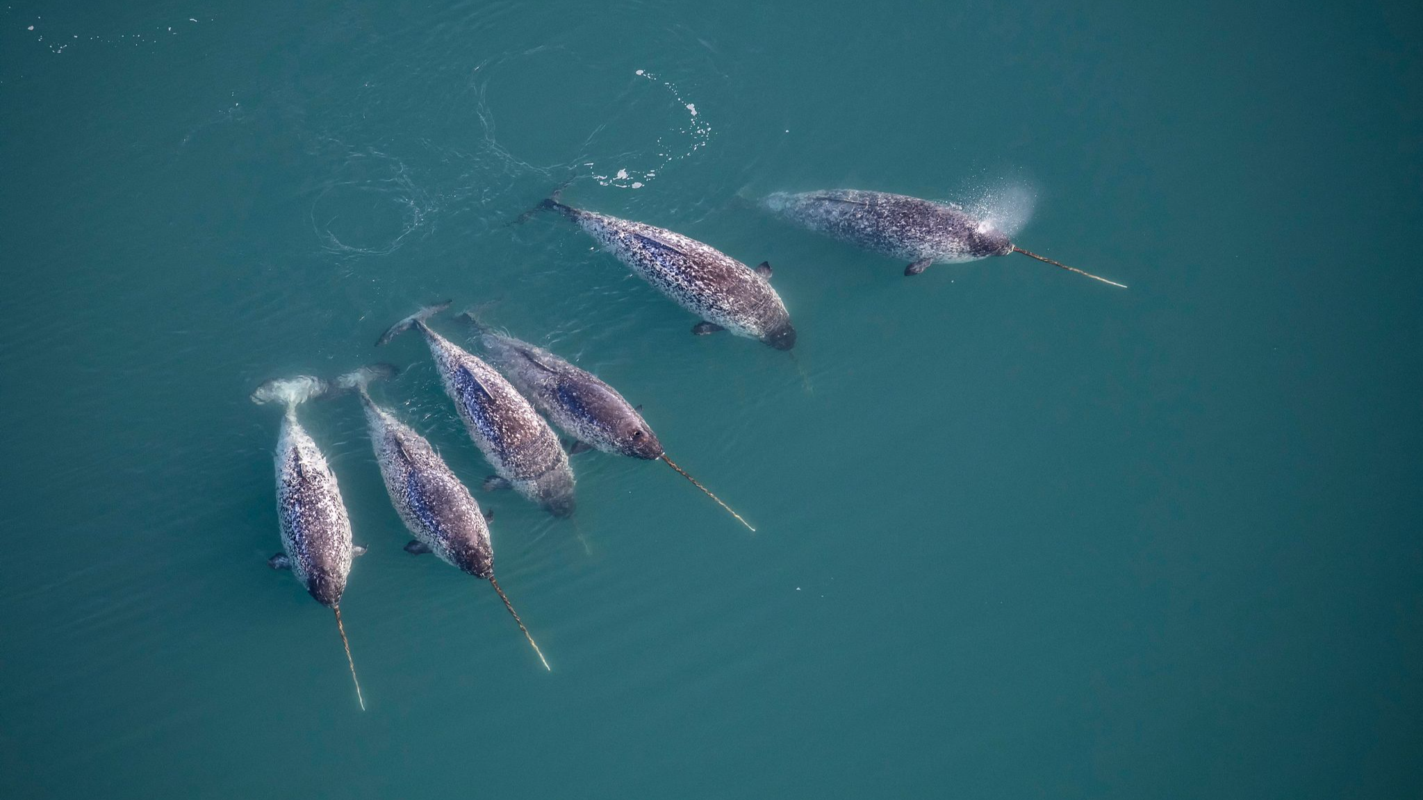 Nearly half of Denmark's protected species in poor condition